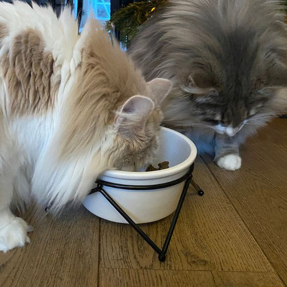 Duvo+ miska ceramiczna 850ml na stojaku