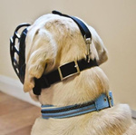 Baskerville Ultra kaganiec fizjologiczny dla psa rozmiar 2