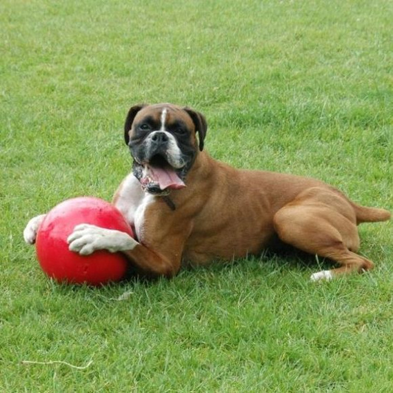 Piłka Boomer Ball 15cm - niezniszczalna zabawka dla psa