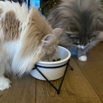 Duvo+ miska ceramiczna 850ml na stojaku