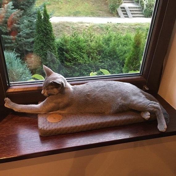 Materac na parapet dla kota Lauren design CLEO 50x20cm turkusowy