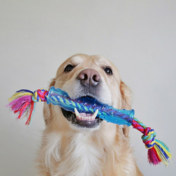 Petstages Orka Rurka z supłami - zabawka dla psa
