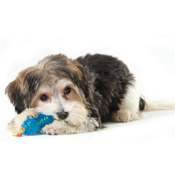 Petstages zestaw Orka Mini - zabawki dla psów 2 sztuki