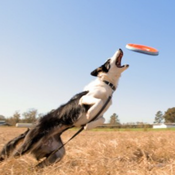 Chuckit! ZIPFLIGHT 21cm latający dysk dla psa