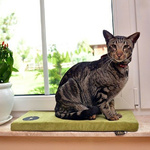 Materac na parapet dla kota Lauren design CLEO 50x20cm turkusowy