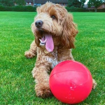 Piłka Boomer Ball 11cm - niezniszczalna zabawka dla psa